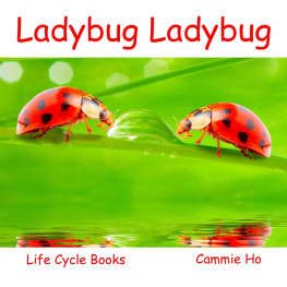 Cammie Ho Ladybug Ladybug