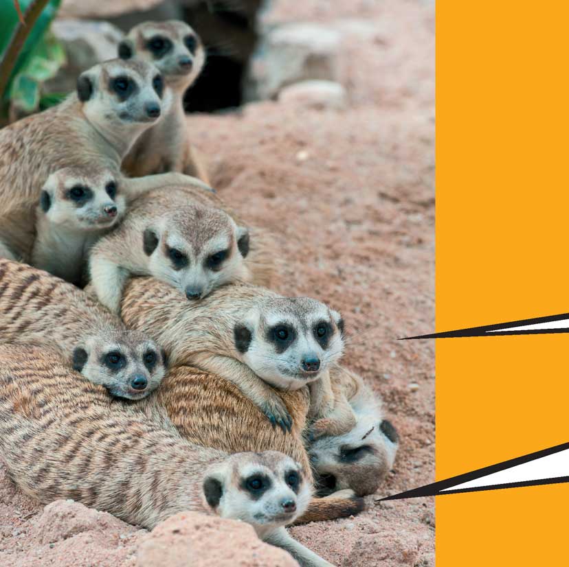 When Meerkats Turn Bad - photo 7