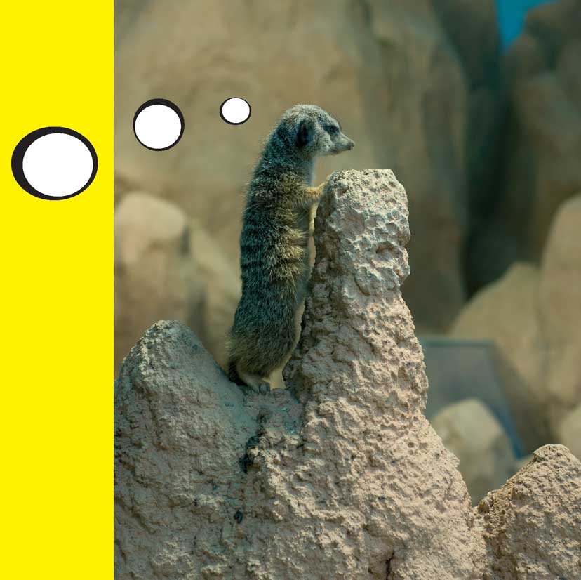 When Meerkats Turn Bad - photo 10