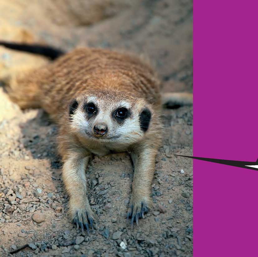 When Meerkats Turn Bad - photo 11