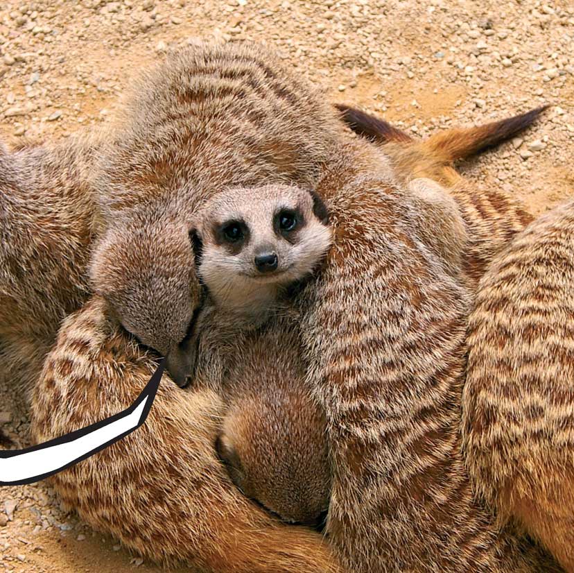 When Meerkats Turn Bad - photo 18