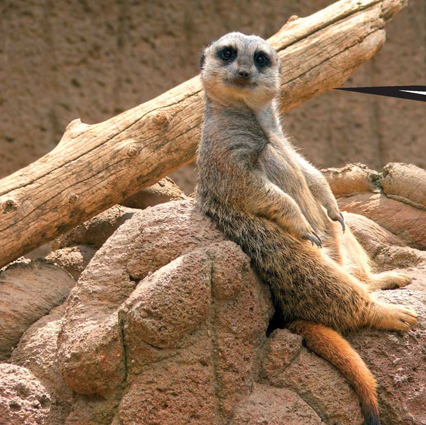 When Meerkats Turn Bad - photo 19