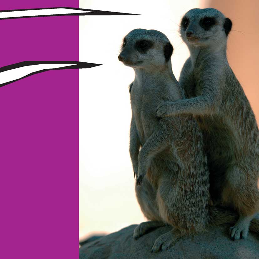 When Meerkats Turn Bad - photo 22