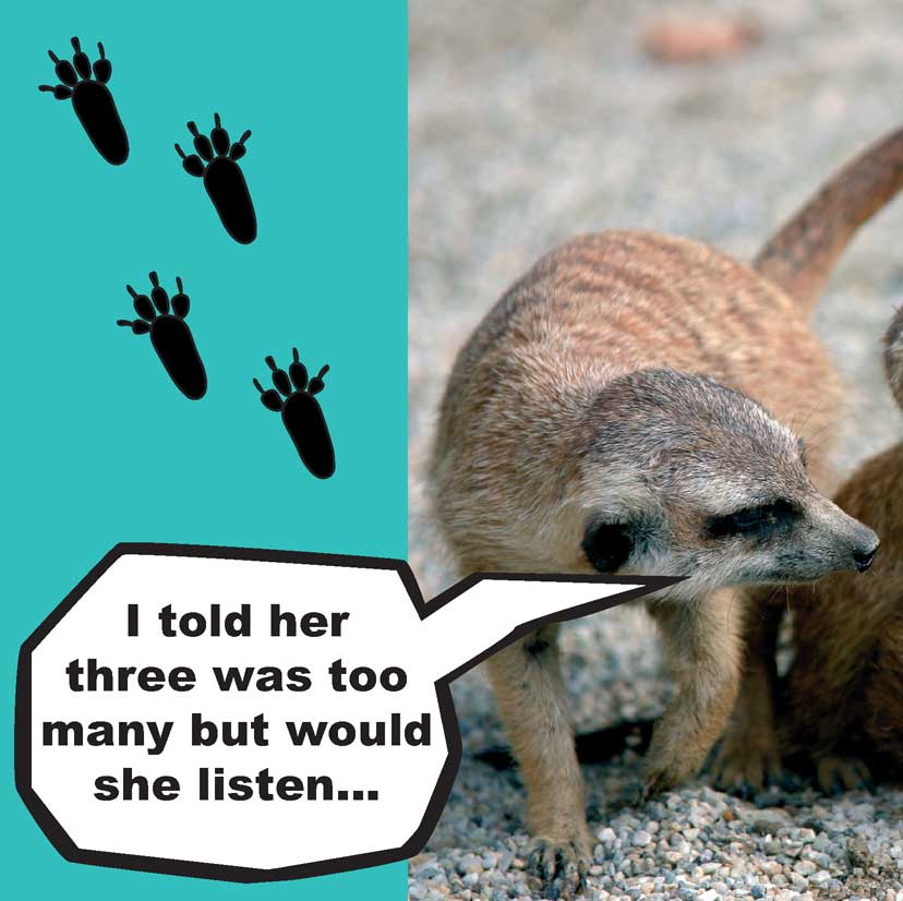 When Meerkats Turn Bad - photo 25