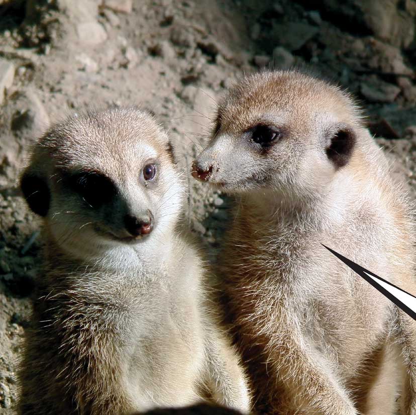 When Meerkats Turn Bad - photo 27