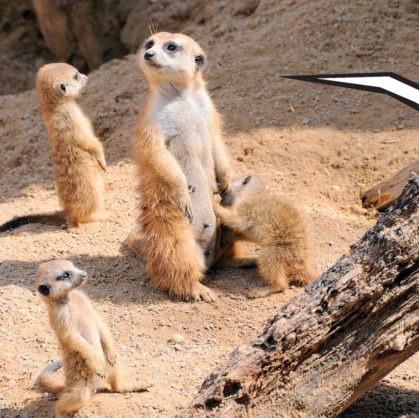 When Meerkats Turn Bad - photo 31