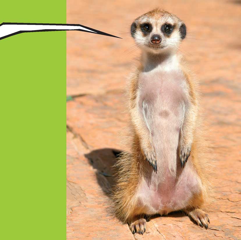 When Meerkats Turn Bad - photo 34