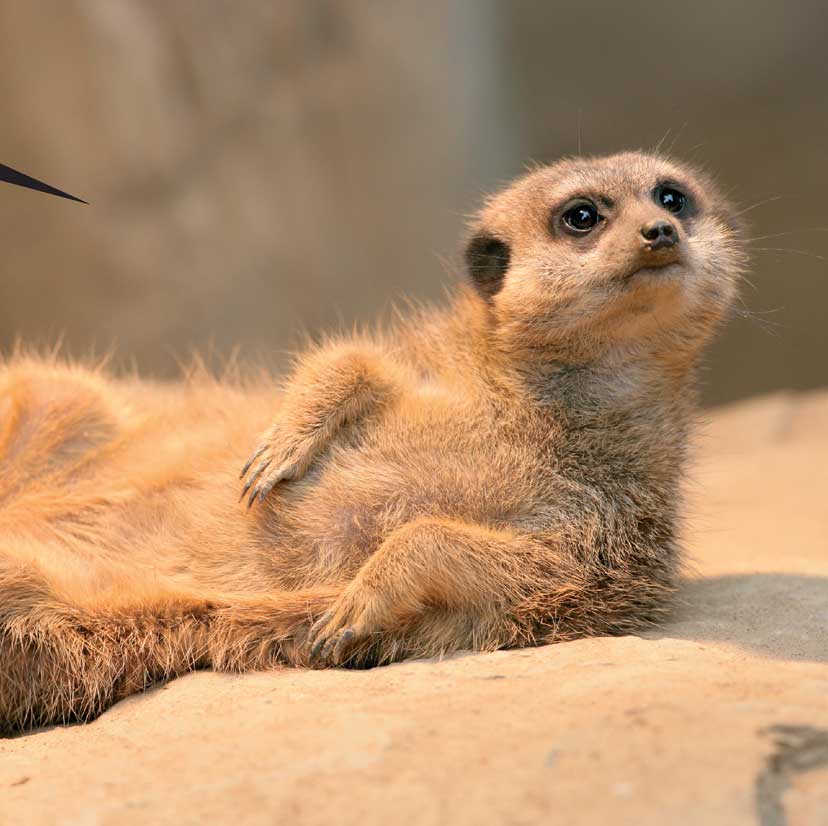 When Meerkats Turn Bad - photo 38