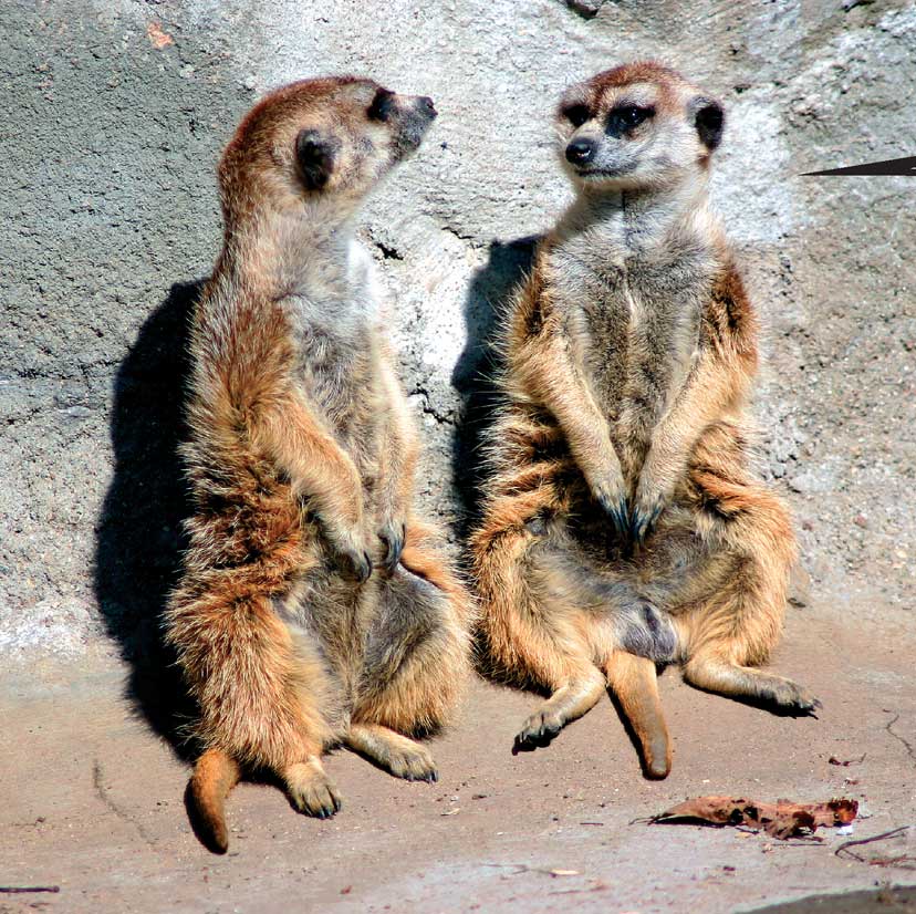 When Meerkats Turn Bad - photo 39