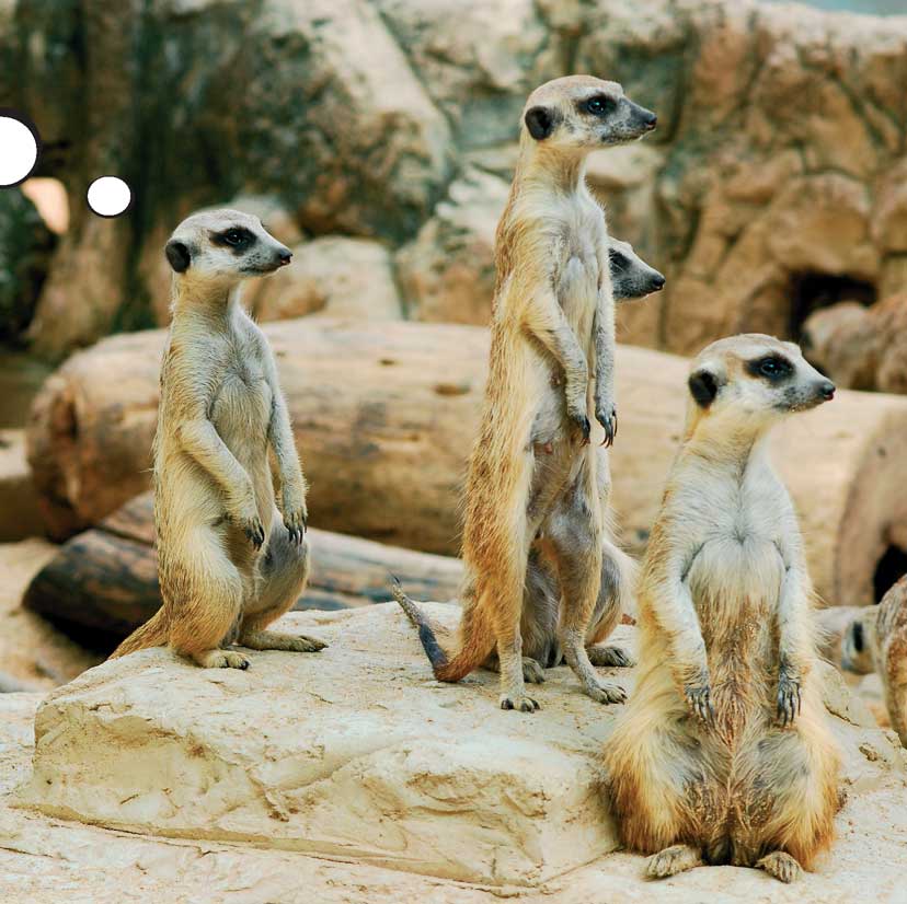 When Meerkats Turn Bad - photo 46