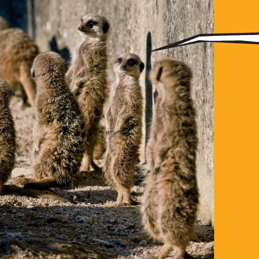 When Meerkats Turn Bad - photo 47