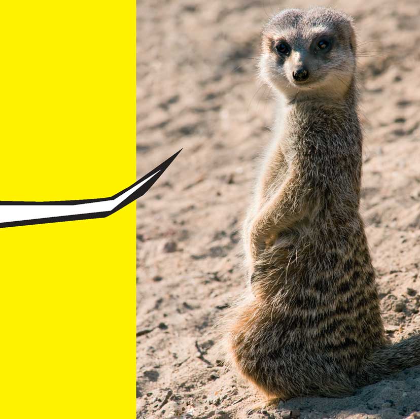 When Meerkats Turn Bad - photo 50