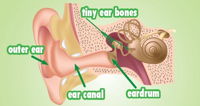 Our ears work hard to help us hear Take a look at what happens inside your - photo 5