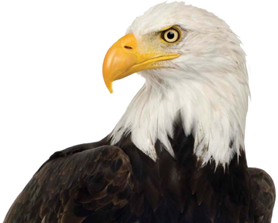 BALD EAGLE The US flag has looked the same since July 4 1960 Thats when a - photo 2