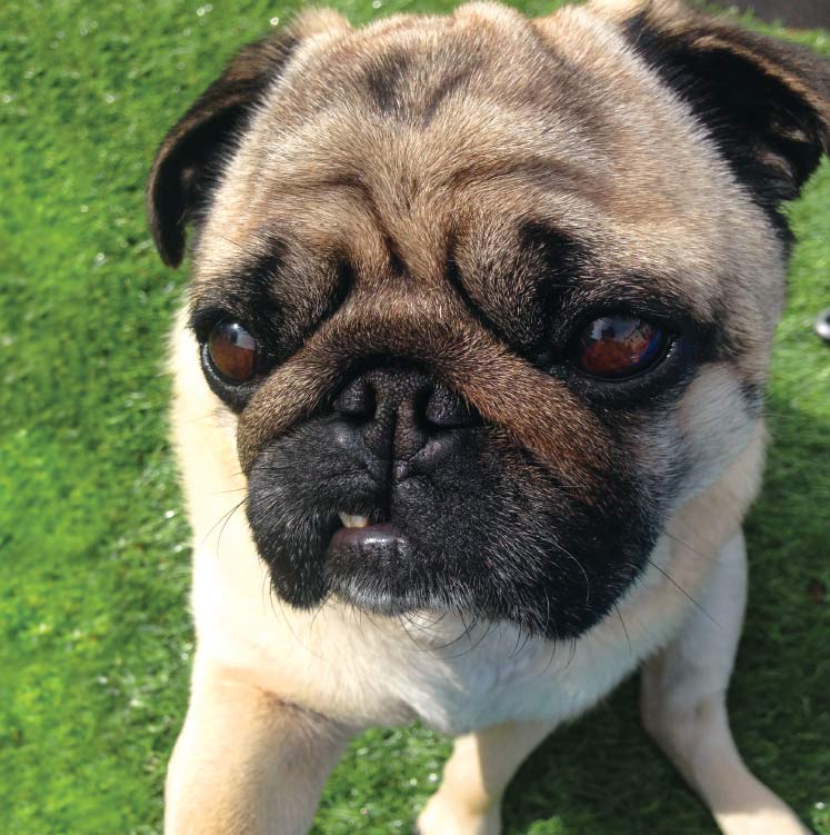 NAME PEPE LE PUG AGE 5 YEARS LIKES BLUEBERRIES AND THE BEACH DISLIKES - photo 22