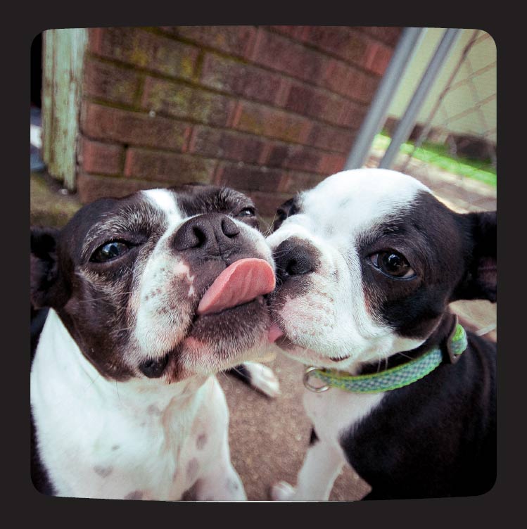 BFF BEEN CHOWIN DOWN ON THOSE TEETH-CLEANING DOGGIE BISCUITS LOVING MY - photo 28