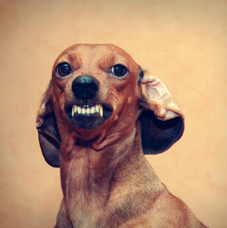 BEEN CHOWIN DOWN ON THOSE TEETH-CLEANING DOGGIE BISCUITS LOVING MY SMILE - photo 29