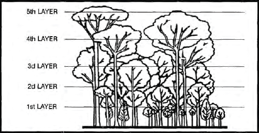 Figure 1-1 Five layers of tropical rain forest vegetation Figure 1-2 - photo 3