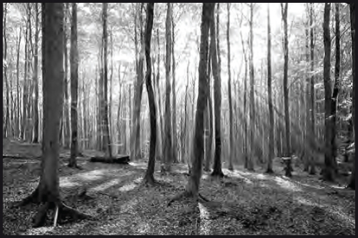 Deciduous Forest There are five layers of vegetation in this jungle Where - photo 6