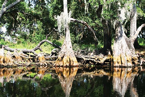 a swampy forest in the Ten Thousand Islands National Wildlife Refuge Close - photo 8