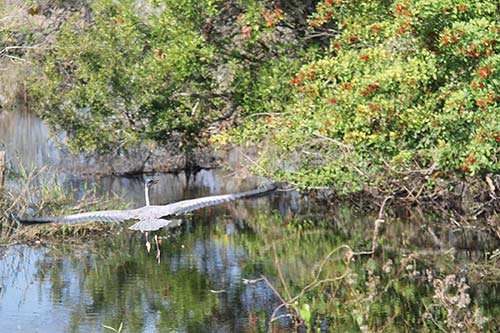 Big Cypress National Preserve The gateways to the Paradise Coast offer their - photo 11