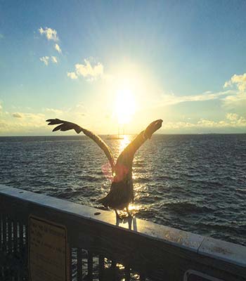 sunset on the pier at Fort Myers Beach A Day at the Beach Relax play - photo 14