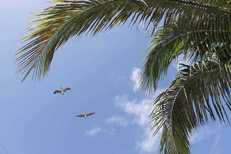 Bird-Watching Spot migratory birds at Charlotte Harbor Preserve State Park - photo 21