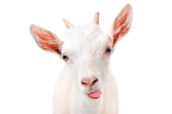 L ATER WHEN HUMANS grew to esteem the positive qualities of goats they - photo 9