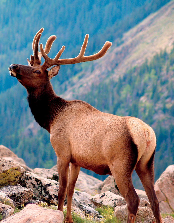 elk Major Types of Deer The types of deer most commonly hunted in North - photo 7