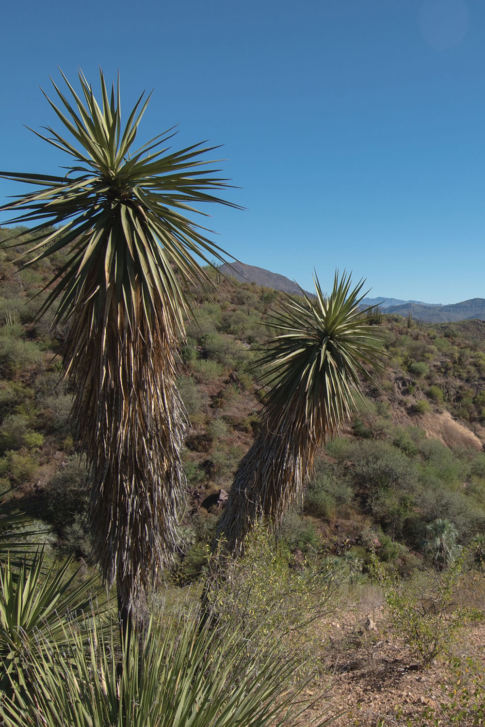 Chapter 1 Ruler of the Sky Islands T he Sierra Madre Occidental or mother - photo 5