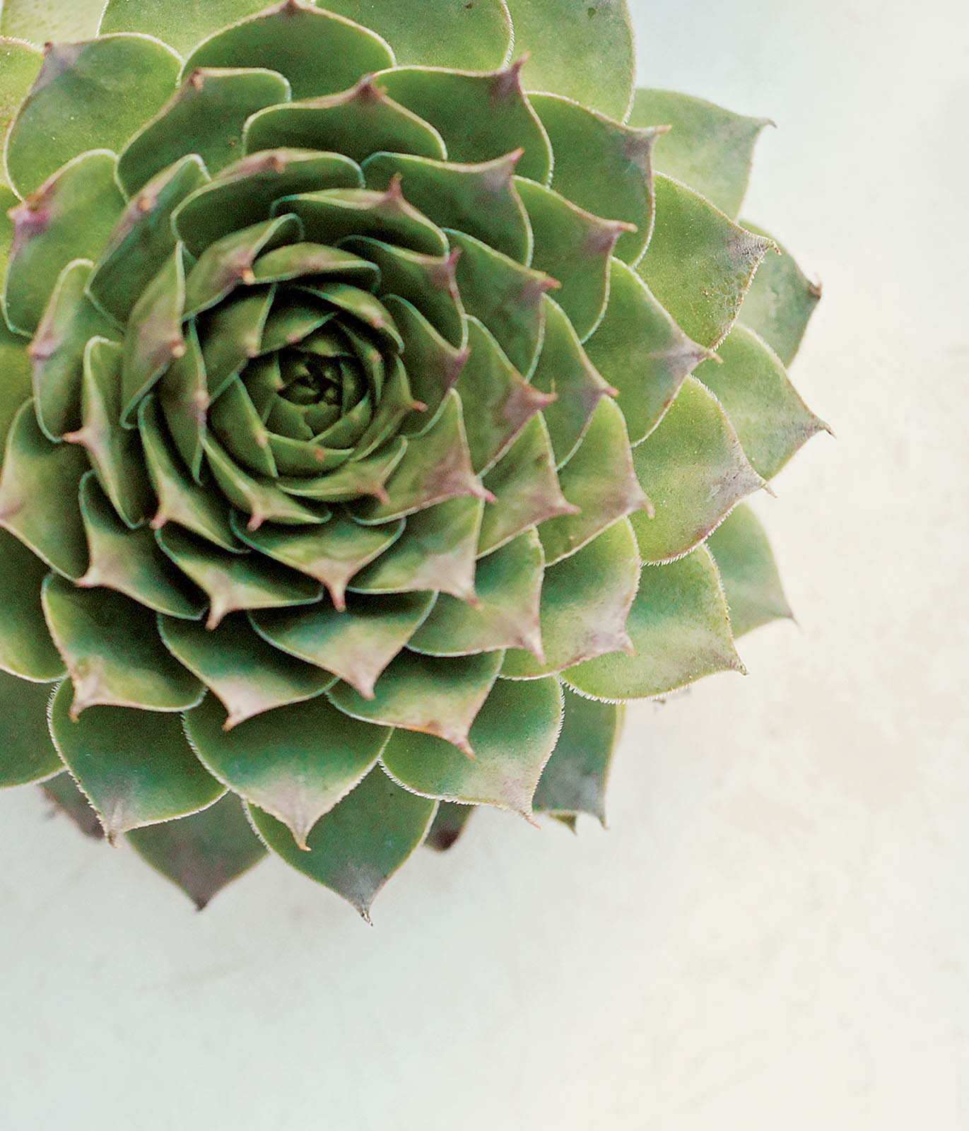 Project Succulent Genius Ideas for Arranging Succulents Cacti Air Plants - photo 2
