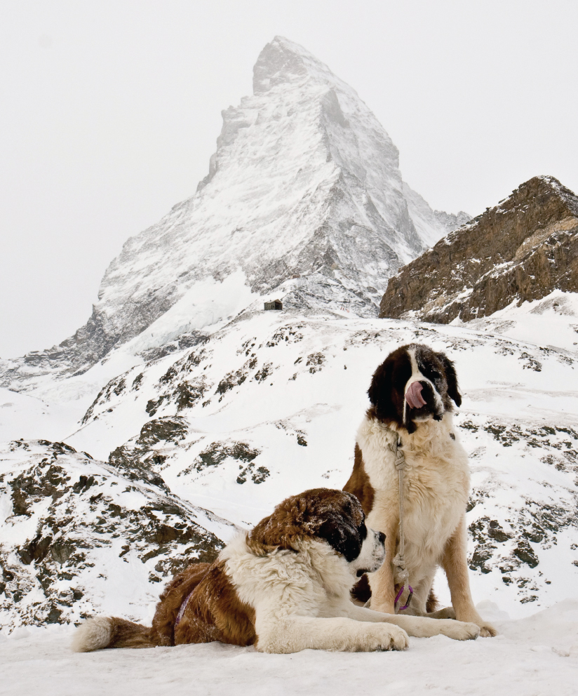 Image Credit Shutterstockcom Saint Bernards can be trained to help find - photo 8