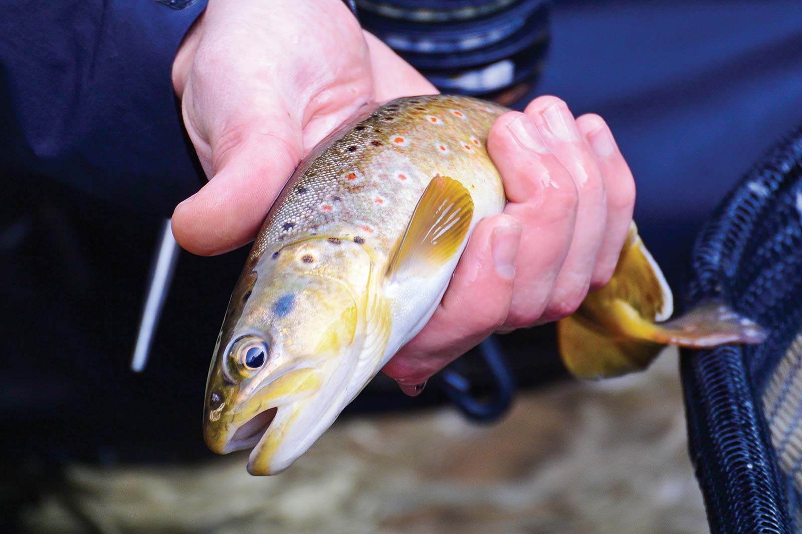 cutthroat trout the state fish of Wyoming grizzly bear in Glacier National - photo 15