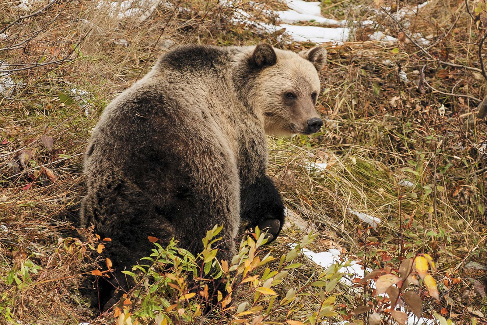 grizzly bear in Glacier National Park - photo 16