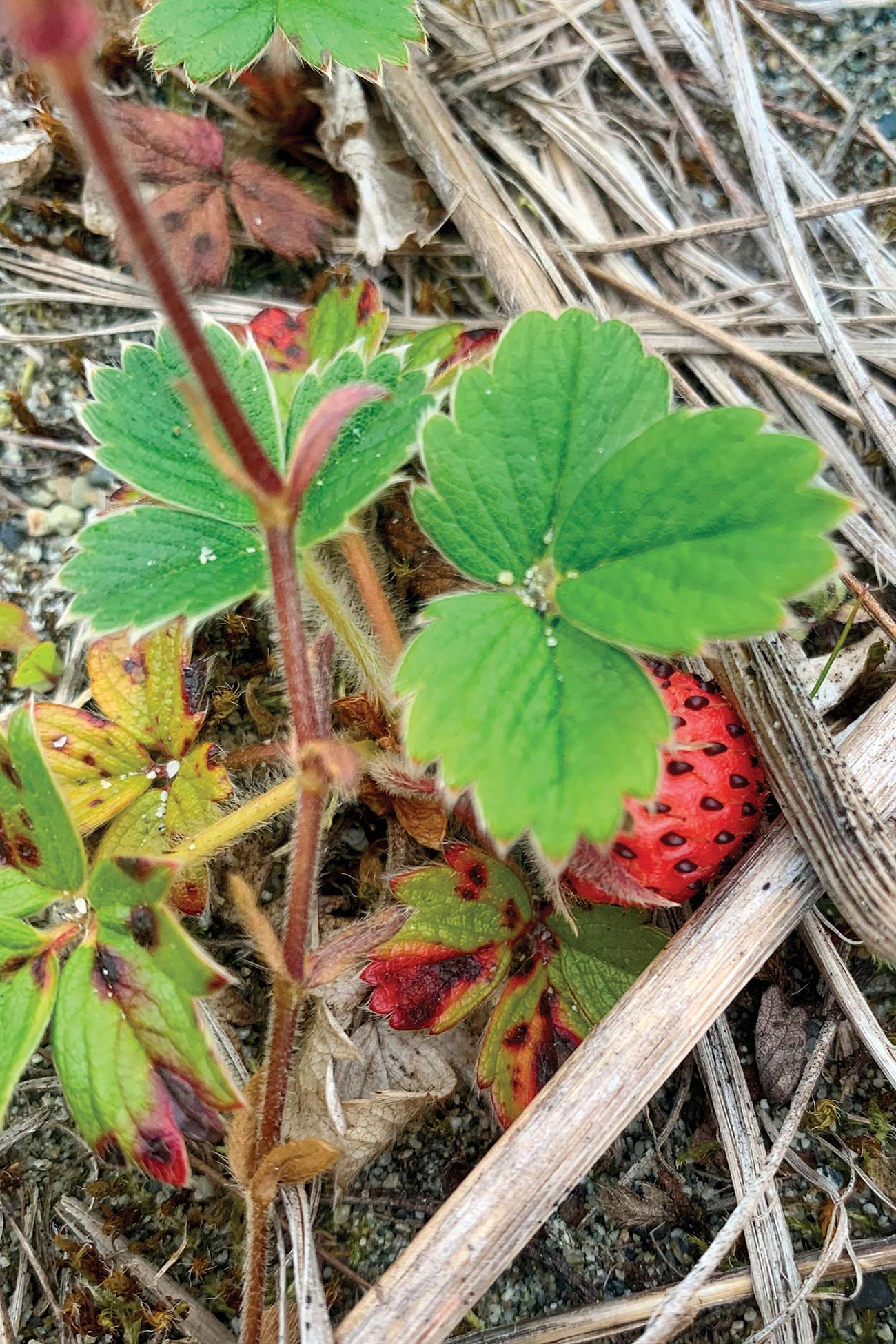 wild strawberries - photo 13