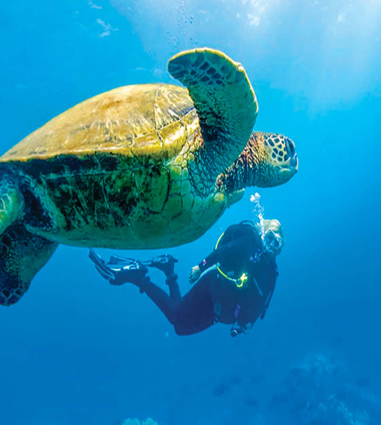 a diver swims near a sea turtle sunset on Napili Bay There is a - photo 6