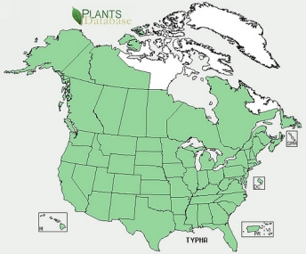 Cattail Distribution in North America Map Credit USDA C attail is one of the - photo 1