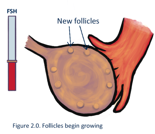 The growth of the follicles is stimulated bya hormone called - photo 2