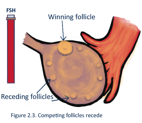 When the dominant follicle is nearly readyto pop out the egg oestrogen levels - photo 5