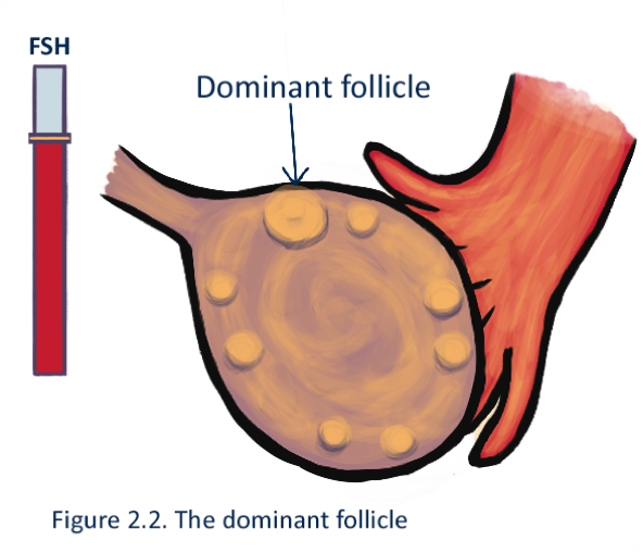 It gets really big while the other competingfollicles shrink away and are - photo 4