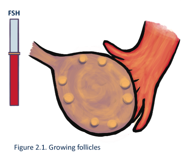 Eventually one follicle starts winning therace and becomes bigger than all the - photo 3