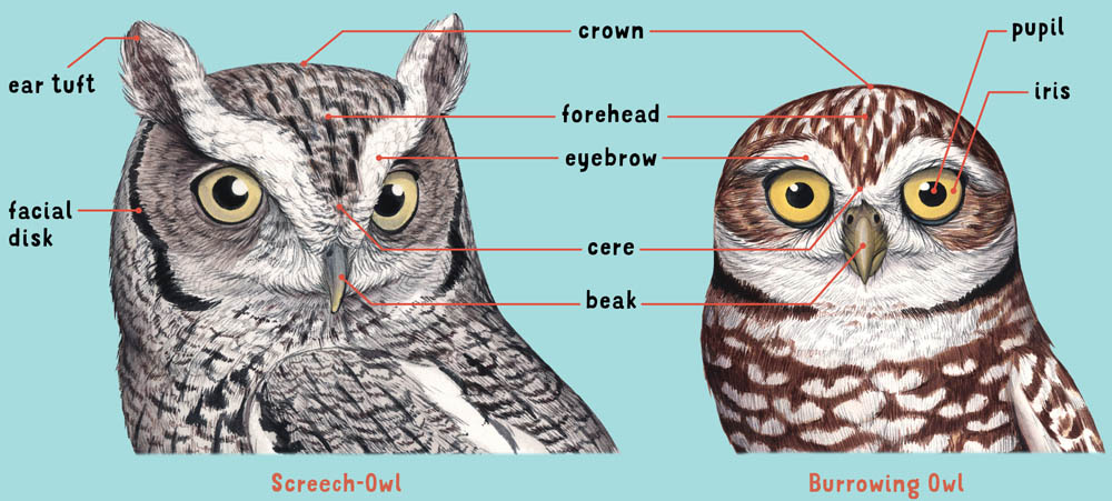 How come owls have a unibrow The facial disks which come together to form one - photo 10