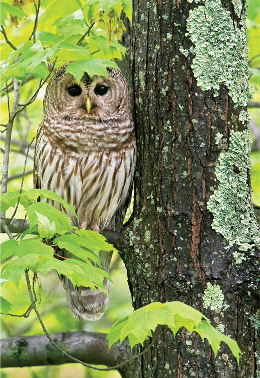 A Barred Owl studies a visitor to its woods What Is It about Owls Even - photo 6