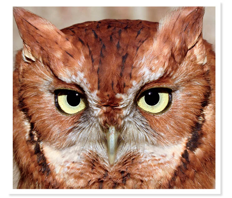 When you lock eyes with an owl the stare-down can be a bit unnerving Its hard - photo 8