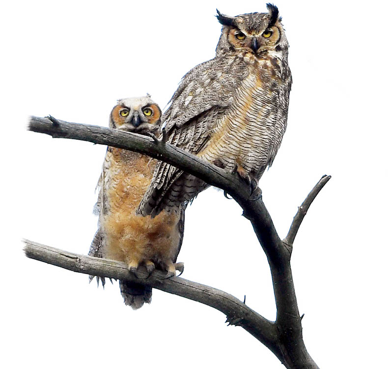 Chapter 1 All About Owls A Great Gray Owl sweeps silently across a snowy - photo 4