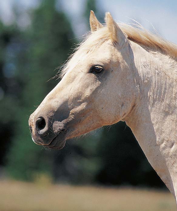 For two hundred years wild horses have wandered this isolated corner of the - photo 6