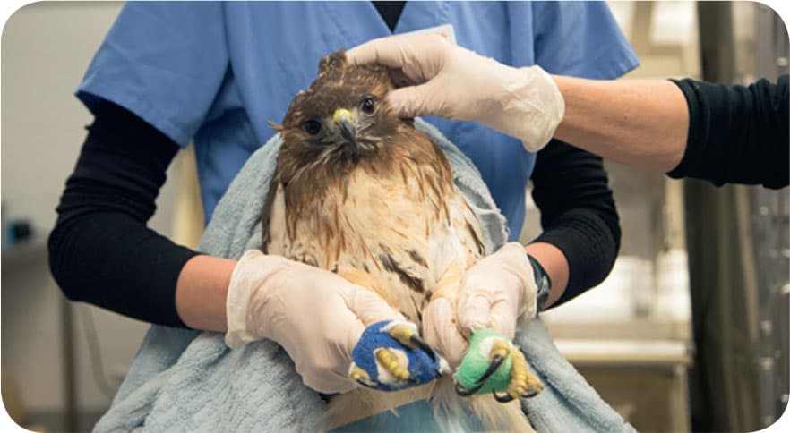 This Red-tailed Hawk had fed on a deer carcass containing lead bullet shards - photo 4