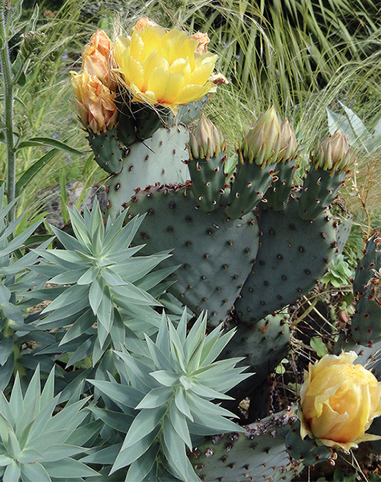 A blooming cactus likely Opuntia Santa Rita and Euphorbia rigida flourishing - photo 2