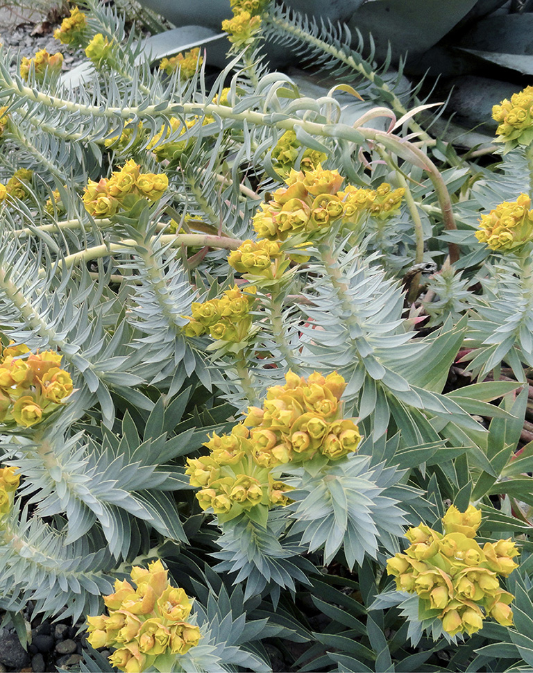 Euphorbia rigida blooms in my garden INTRODUCTION I want to inspire you to - photo 3