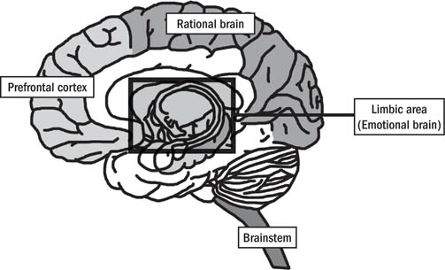 Figure 11 The three major parts of the brain and the prefrontal cortex Just - photo 3